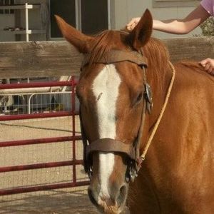 Meet your Posher, Rose